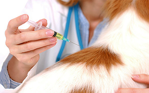 Лиарсин для кошек