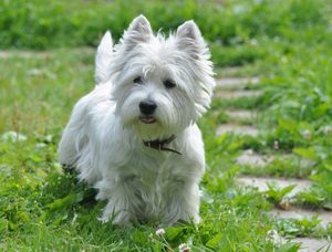 Уход за собакой