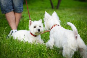 Вест хайленд уайт терьер