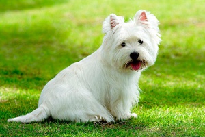 Тип шерсти у собак вест хайленд уайт терьер