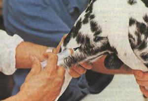 Как делать укол собаке в холку