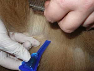 Нанесение капель 