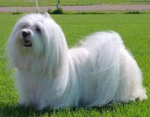 Гаванский бишон - разновидность болонки