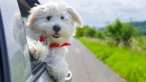 Бишон фризе - как воспитывать щенка