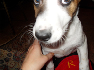 Какие бывают породы собак