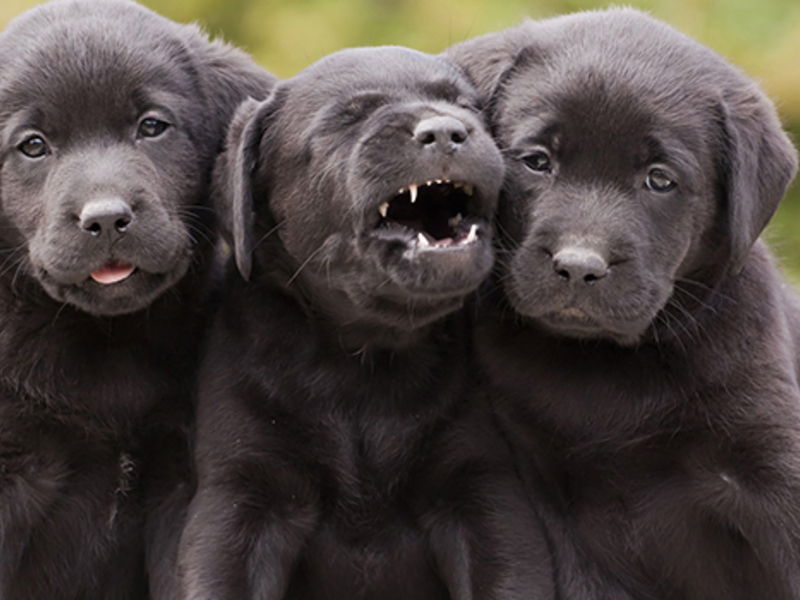 Как определяется порода щенка