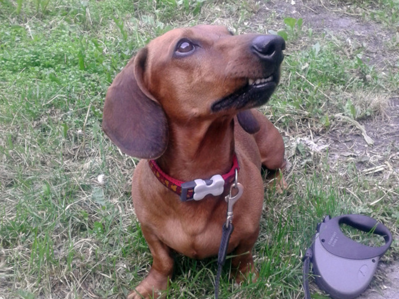 Отличительные особенности породы такса