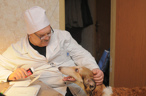 Комплексные прививки для собак и их стоимость