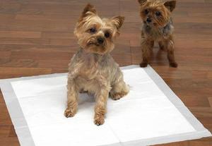 Варианты приучения щенка к пеленке