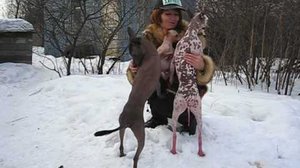 Выгул ксоло