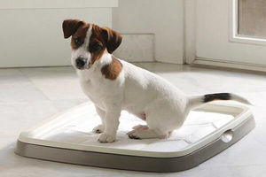 Как приучить собачку к лотку