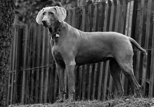 Веймаранер - описание породы, особенности ухода