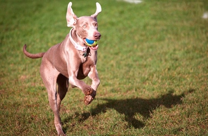 Веймаранер - что это за порода собак