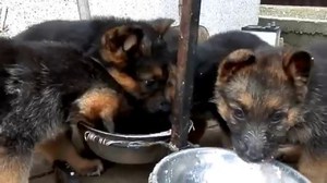 Щенок немецкой очарки - особенности ухода