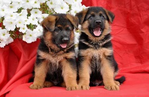 Питание щенков - выбираем рацион