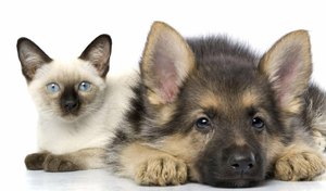 Кошка с собакой могут стать лучшими друзьями