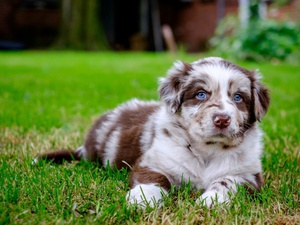 Характеристика породы