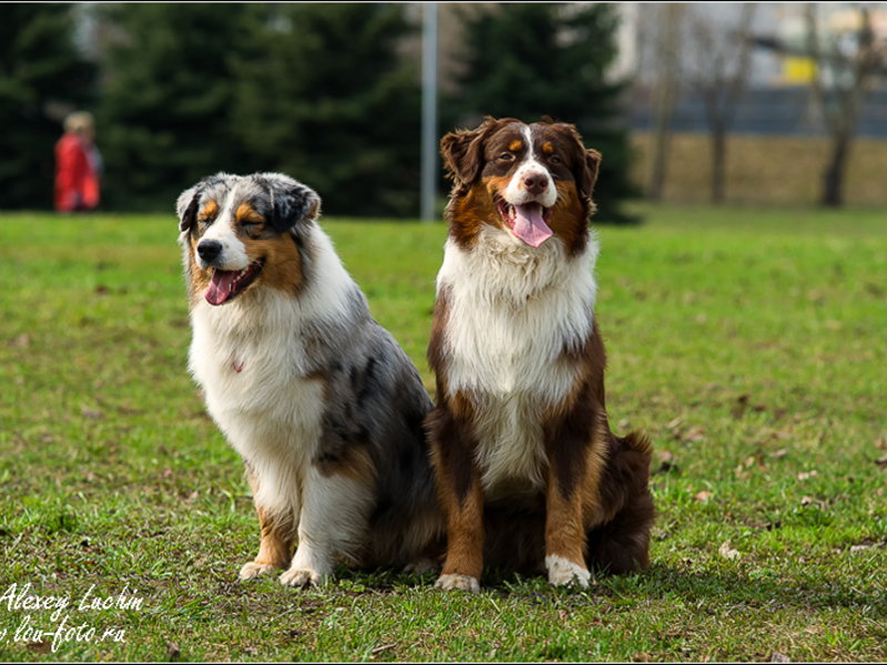Внешний вид собак аусси