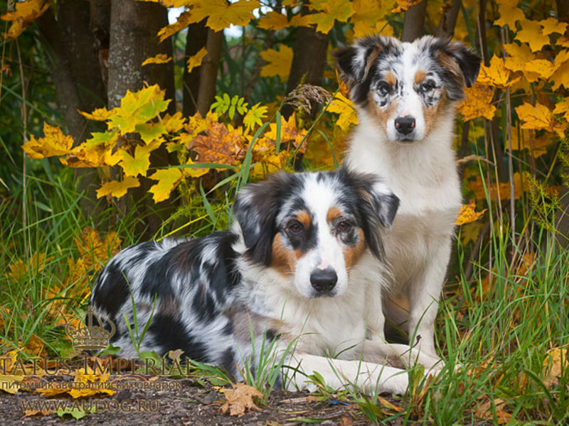 Как кормить аусси