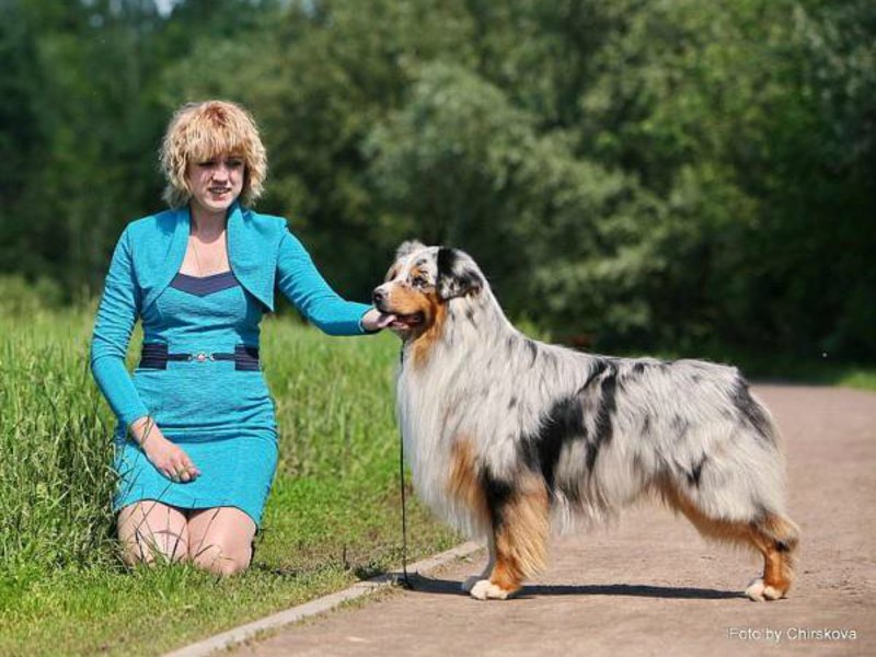 Какие они собаки аусси