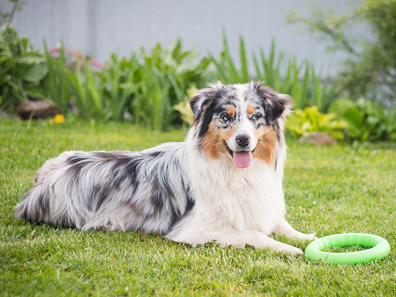Чем отличается порода аусси