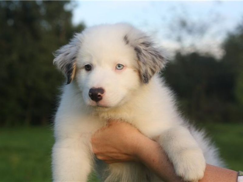 Чем кормить аусси