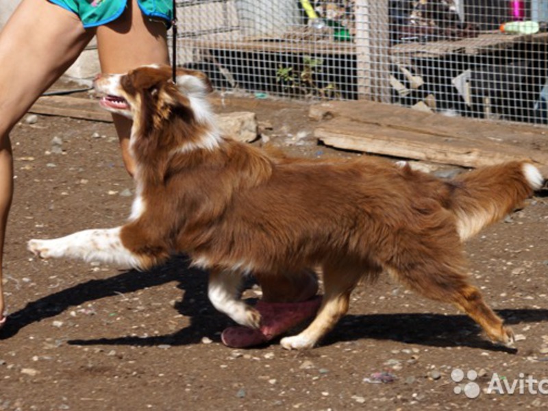 Описание собак аусси