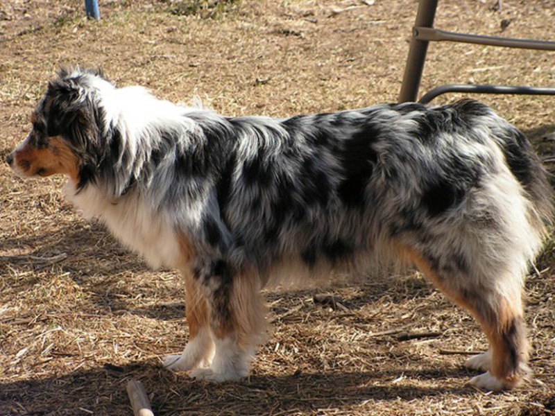 Австралийские овчарки