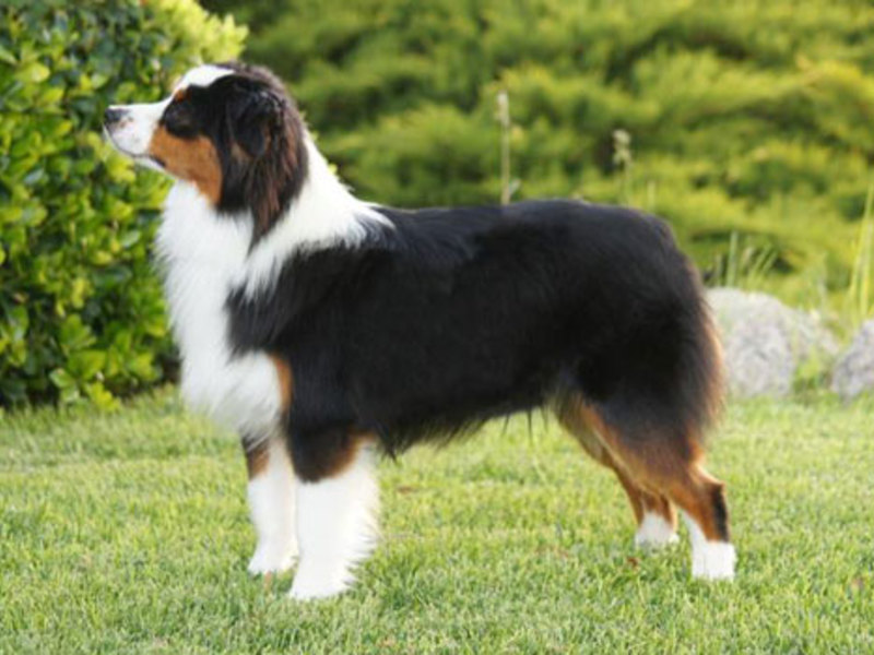 Содержание пород аусси