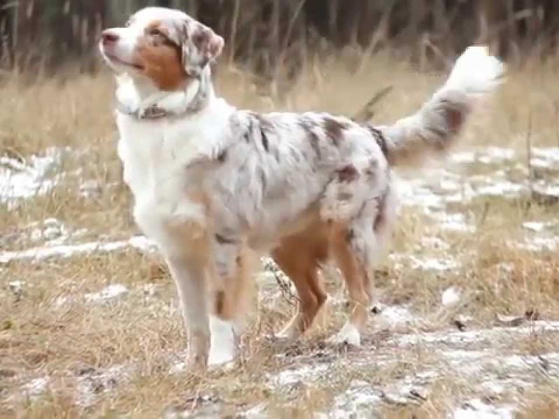 Правила кормления собак аусси