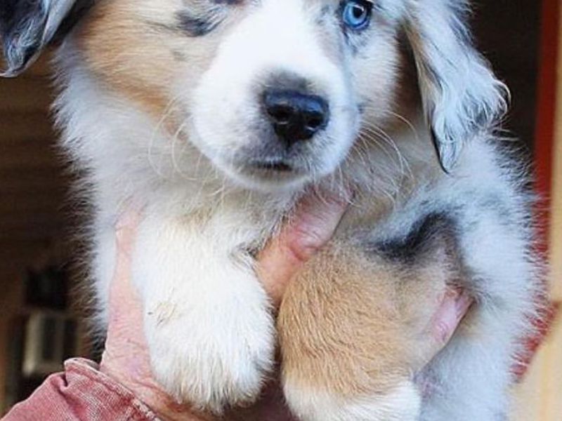 Как кормить аусси