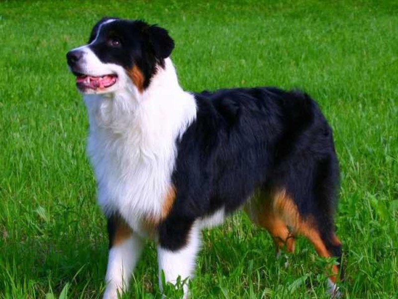 Внешние данные собаки аусси