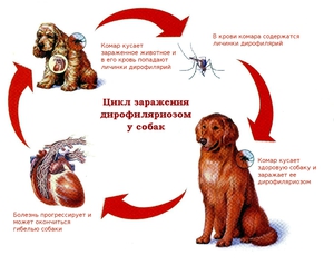 Профилактика заболеваний собак
