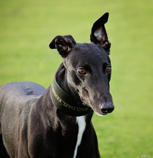 Австралийская борзая голова крупным планом