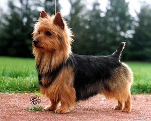 Австралийский терьер на прогулке