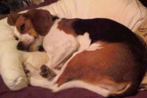 Побочный эффект от вакцинации