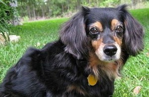 Алопекис голова крупным планом