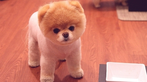 Стриженный карликовый шпиц