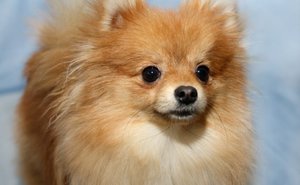 Карликовый шпиц померанский фото
