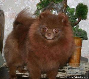 Карликовый шпиц - коричневый окрас