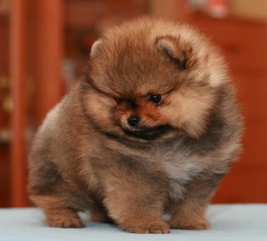 Карликовый шпиц щенок