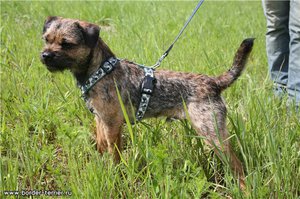 Как правильно надеть шлейку на собаку: пошаговая инструкция