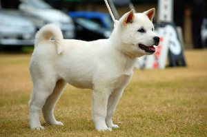 Порода Кисю