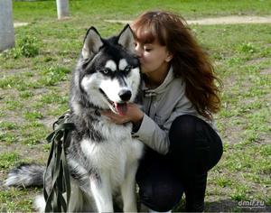 Как дрессировать хаски