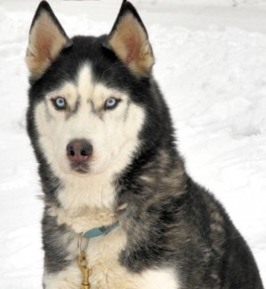 Как поощрять собак хаски