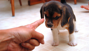 Как воспитывать щенка