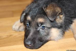 Как воспитать щенка