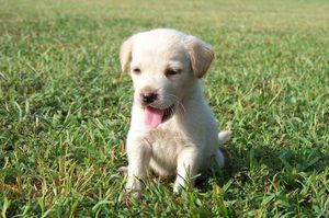 Как правильно воспитывать щенков