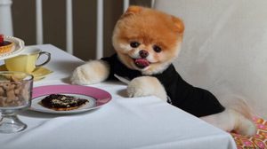 Кормить шптца