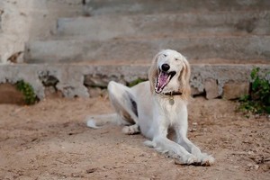 Рейтинг самых дорогих собак в мире